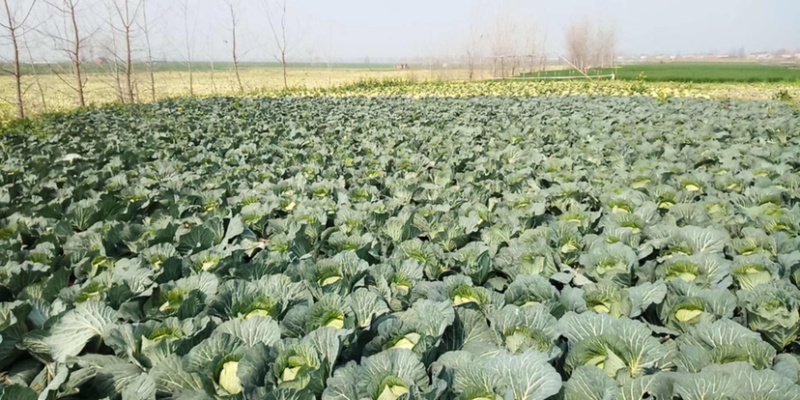 【荐】甘蓝湖北圆甘蓝大量上市颜色清秀可供电商