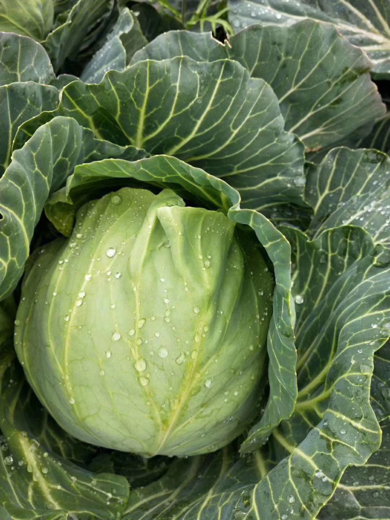 【荐】甘蓝湖北圆甘蓝大量上市颜色清秀可供电商