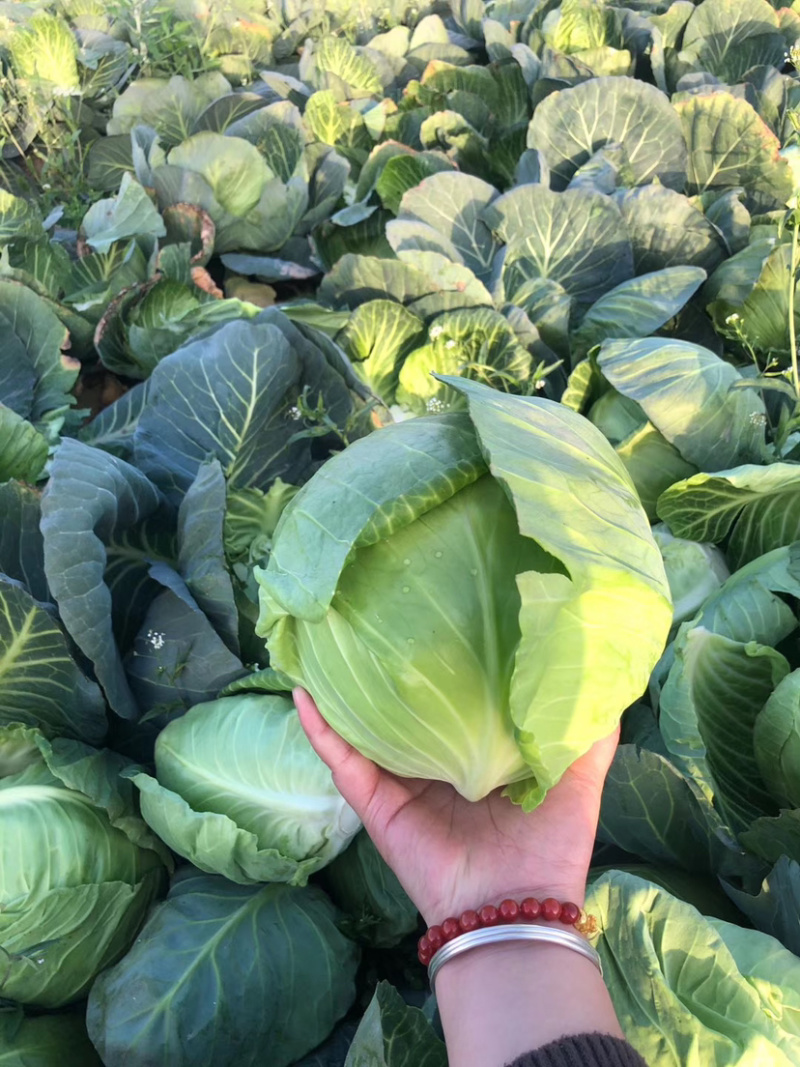 【荐】甘蓝湖北圆甘蓝大量上市颜色清秀可供电商