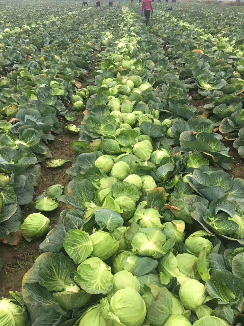【荐】甘蓝湖北圆甘蓝大量上市颜色清秀可供电商