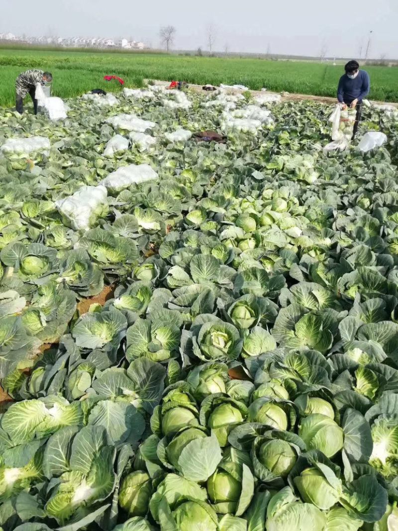 【荐】甘蓝湖北圆甘蓝大量上市颜色清秀可供电商
