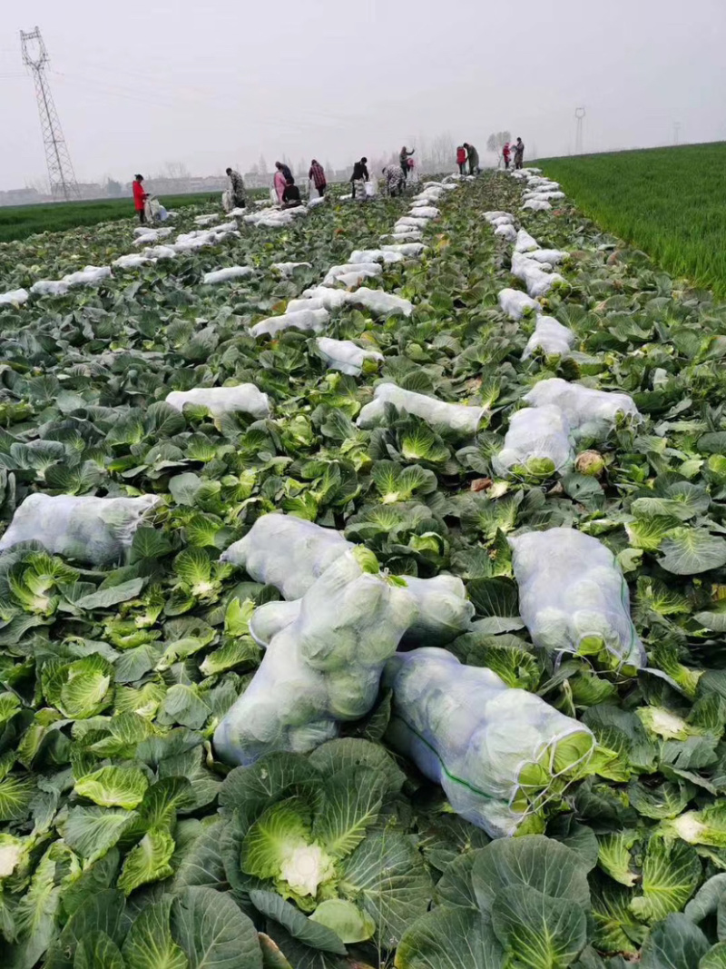 【荐】甘蓝湖北圆甘蓝大量上市颜色清秀可供电商