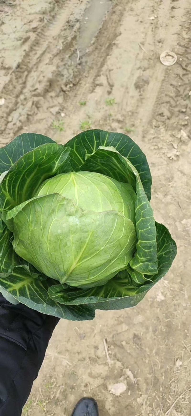 【荐】甘蓝湖北圆甘蓝大量上市颜色清秀可供电商