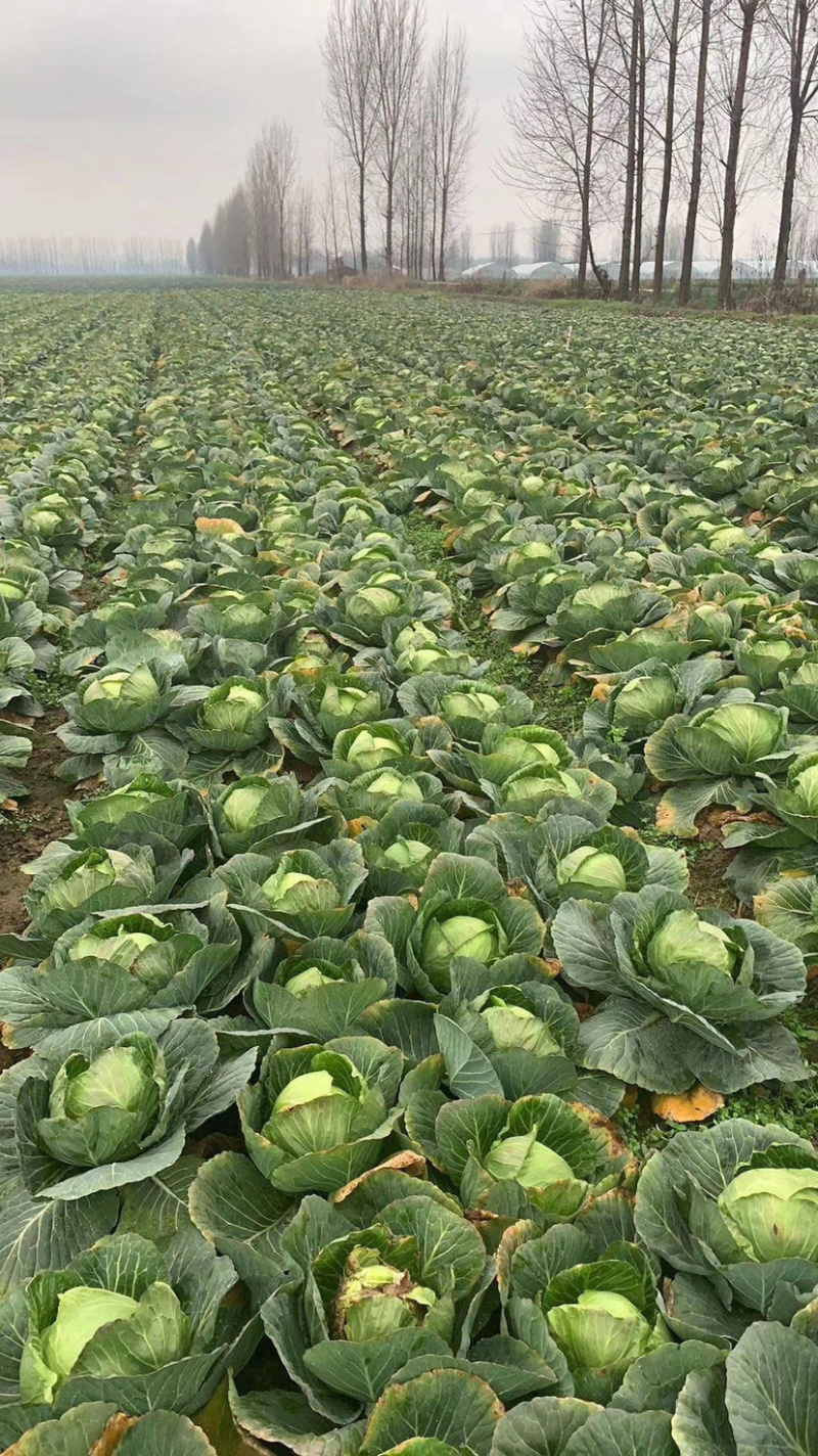 【荐】甘蓝湖北圆甘蓝大量上市颜色清秀可供电商