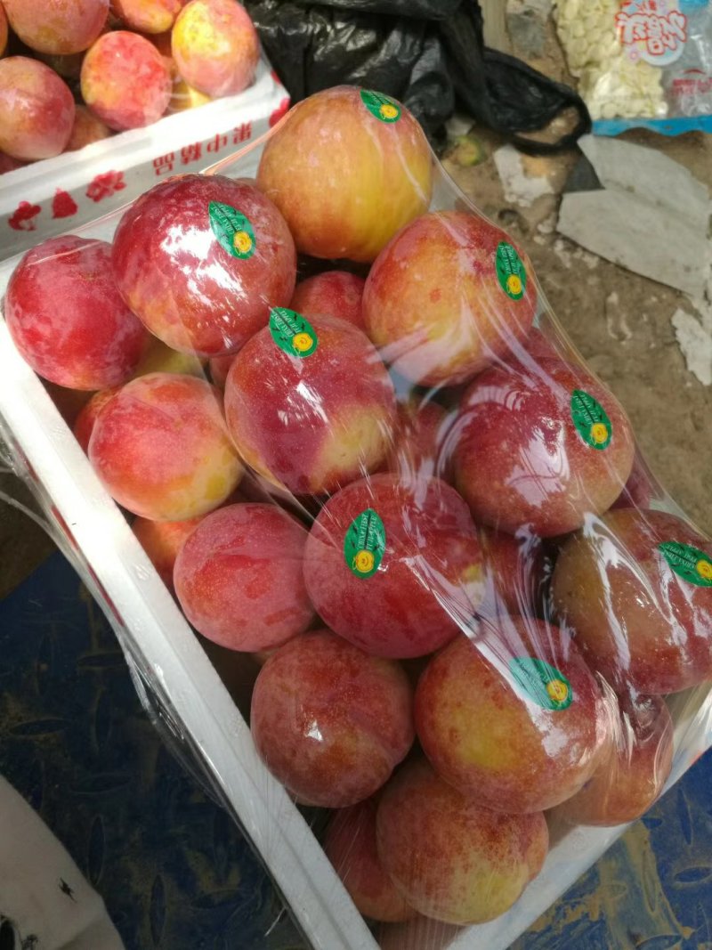 辽南大棚红布林，黑布林李子上市中！