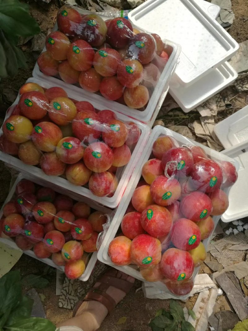 辽南大棚红布林，黑布林李子上市中！