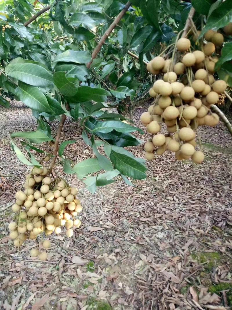 广西四季龙眼树苗龙眼苗四季挂果南北方盆栽地栽