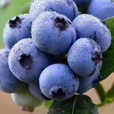 广西蓝莓苗兔眼蓝莓苗当年挂果蓝莓苗现挖现发