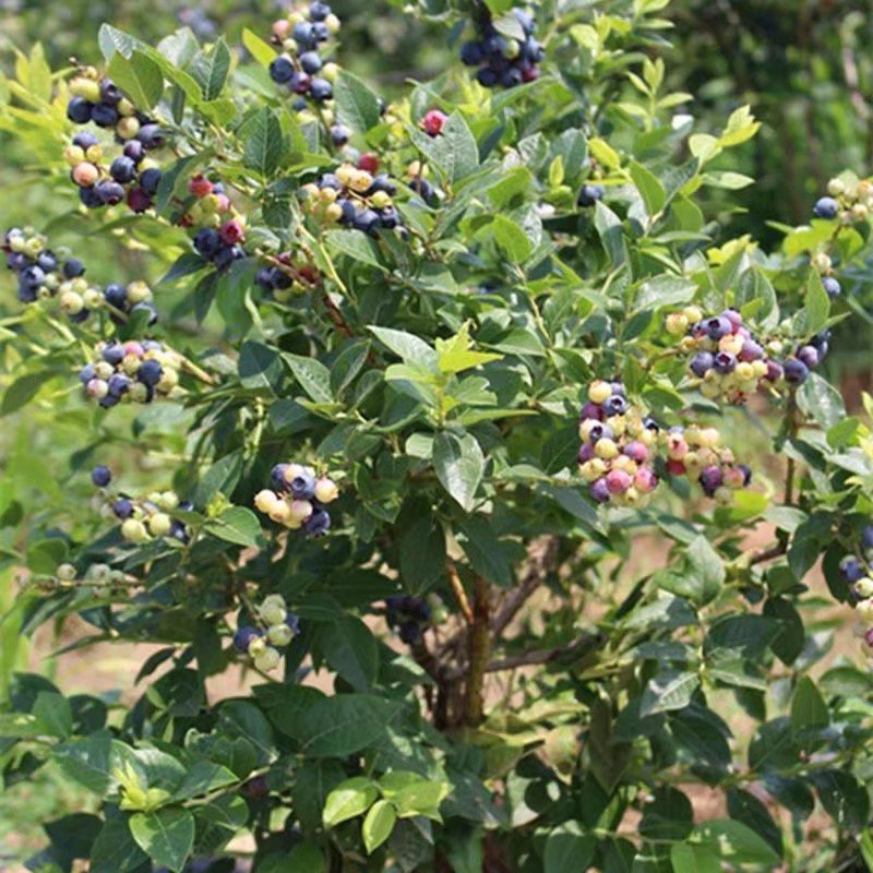 广西蓝莓苗兔眼蓝莓苗当年挂果蓝莓苗现挖现发