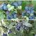 广西蓝莓苗兔眼蓝莓苗当年挂果蓝莓苗现挖现发