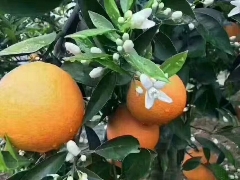 夏橙，看园定货，鲜果现摘，货源充足，诚信交易。