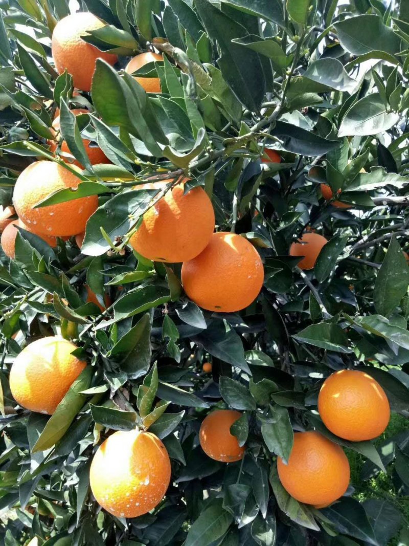 夏橙，看园定货，鲜果现摘，货源充足，诚信交易。