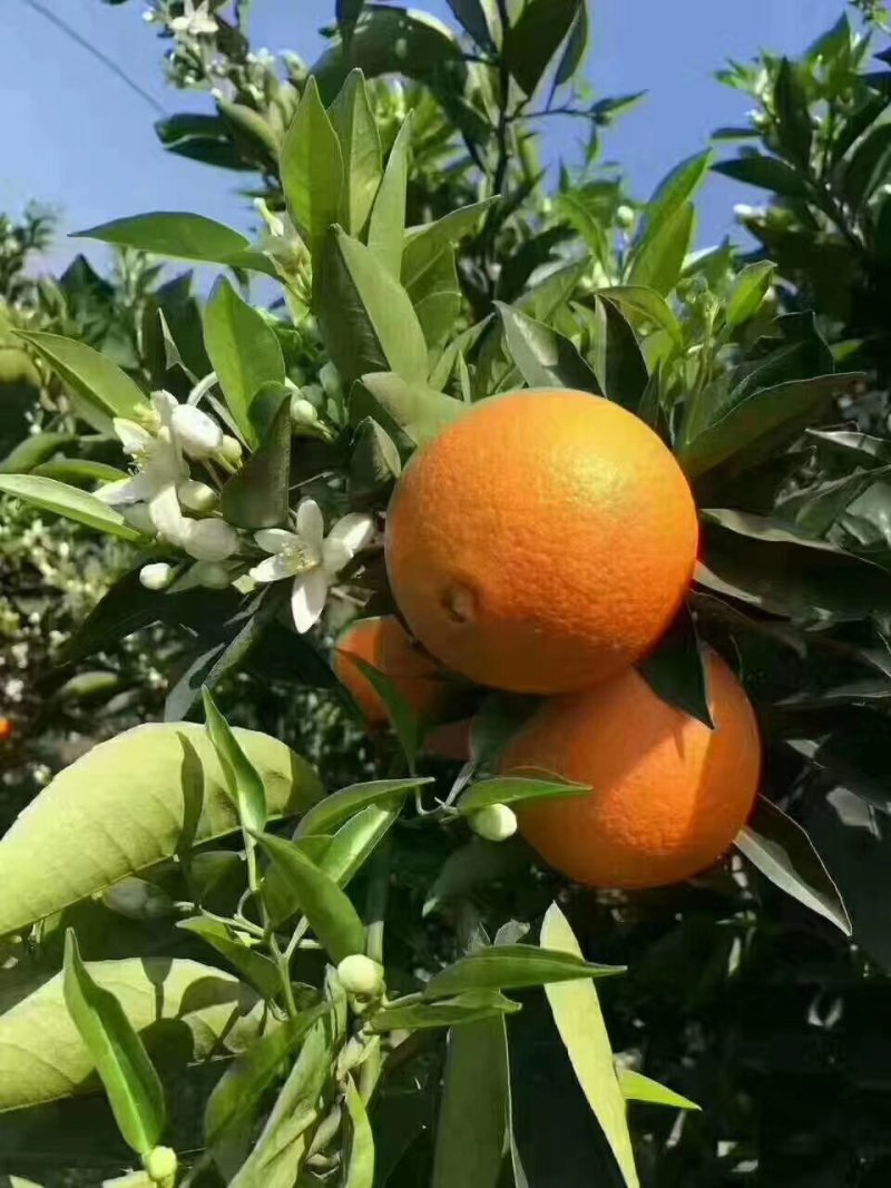 夏橙，看园定货，鲜果现摘，货源充足，诚信交易。