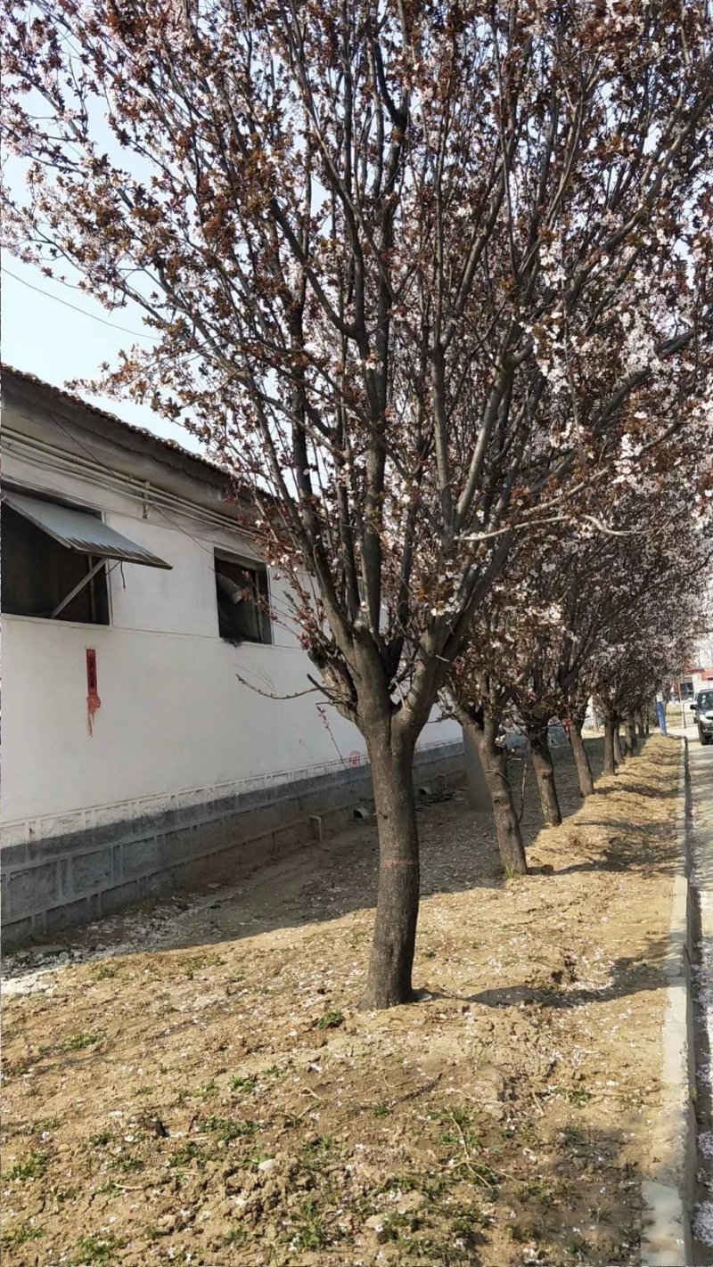 常年供应各种规格:紫叶李、红叶李