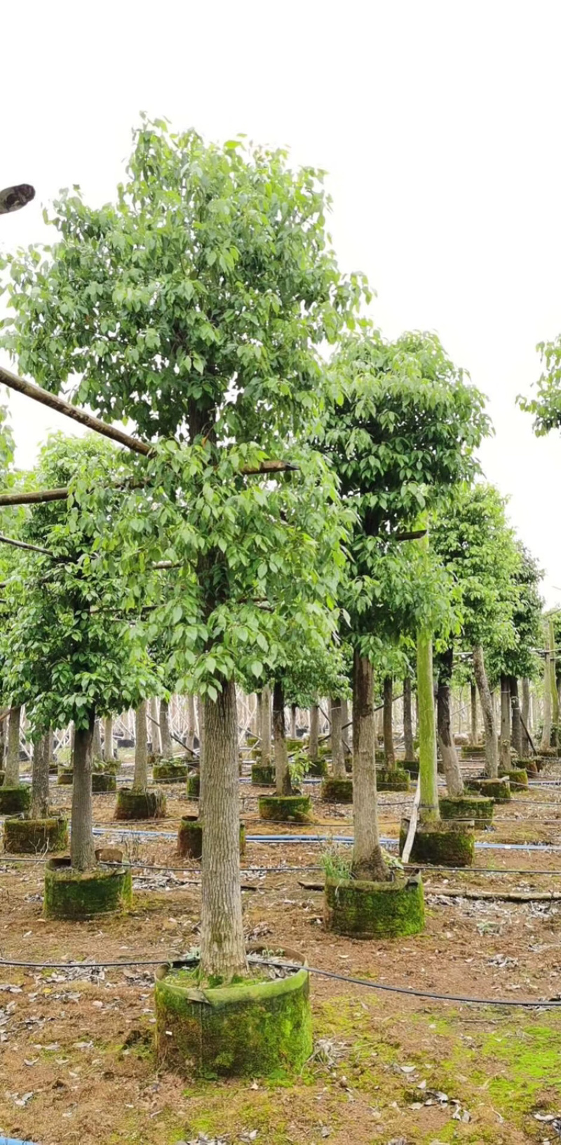 宜宾香樟树|宜宾丛生香樟树|断头香樟树