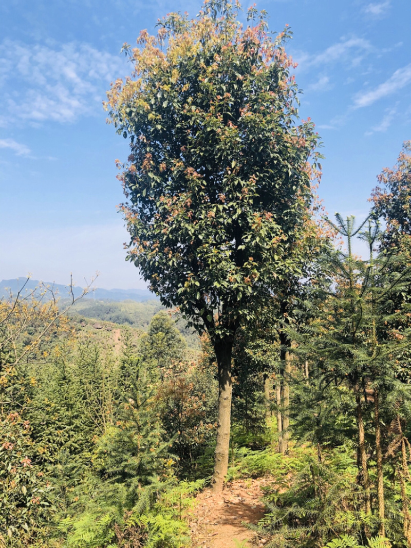 宜宾香樟树|宜宾丛生香樟树|断头香樟树