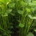 济薯、龙薯九号、烟薯二五紫薯商薯西瓜红苗