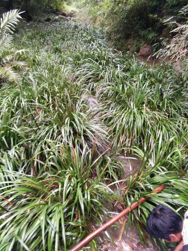 【产地直供】石菖蒲江西野生统条切片足干芳香十足
