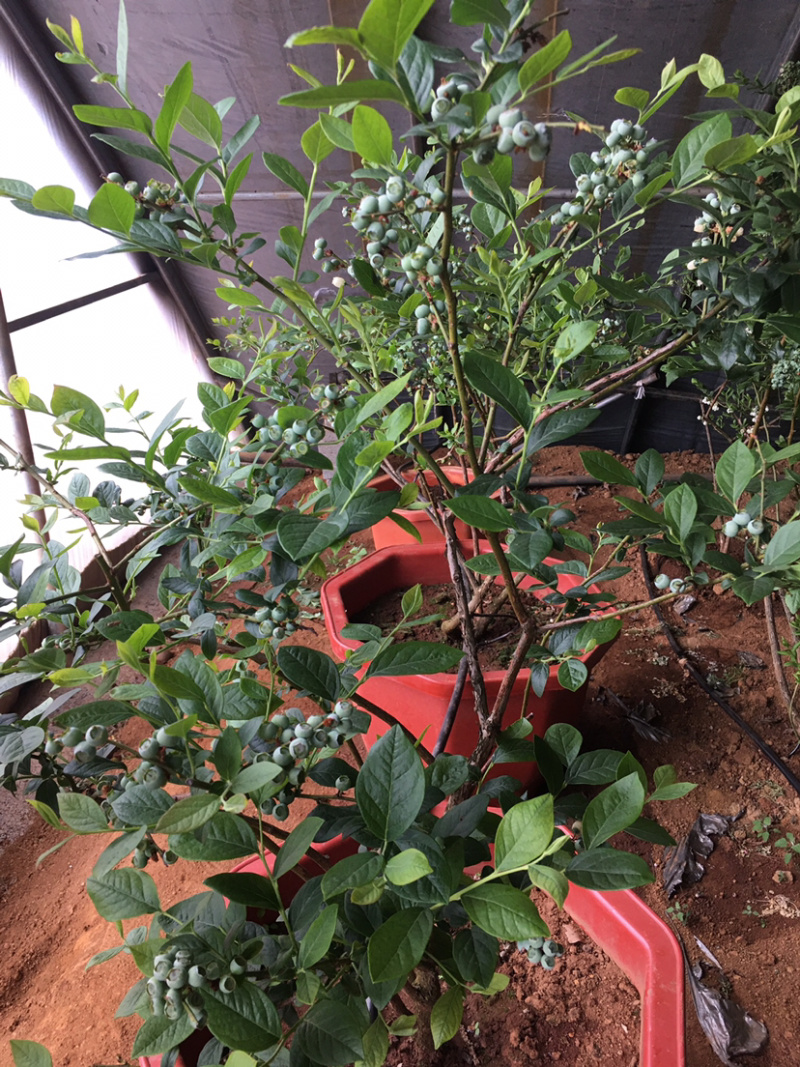 蓝莓苗出售，8年的苗，每颗每年下果1.5公斤以上！