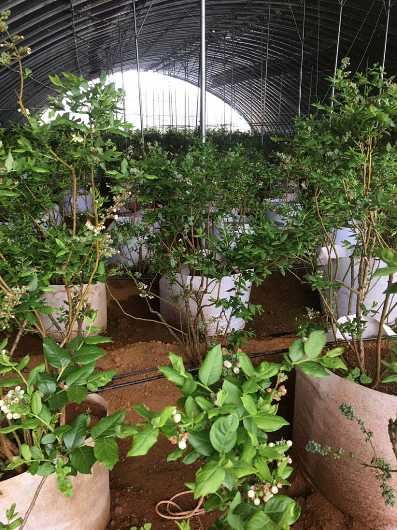 蓝莓苗出售，8年的苗，每颗每年下果1.5公斤以上！