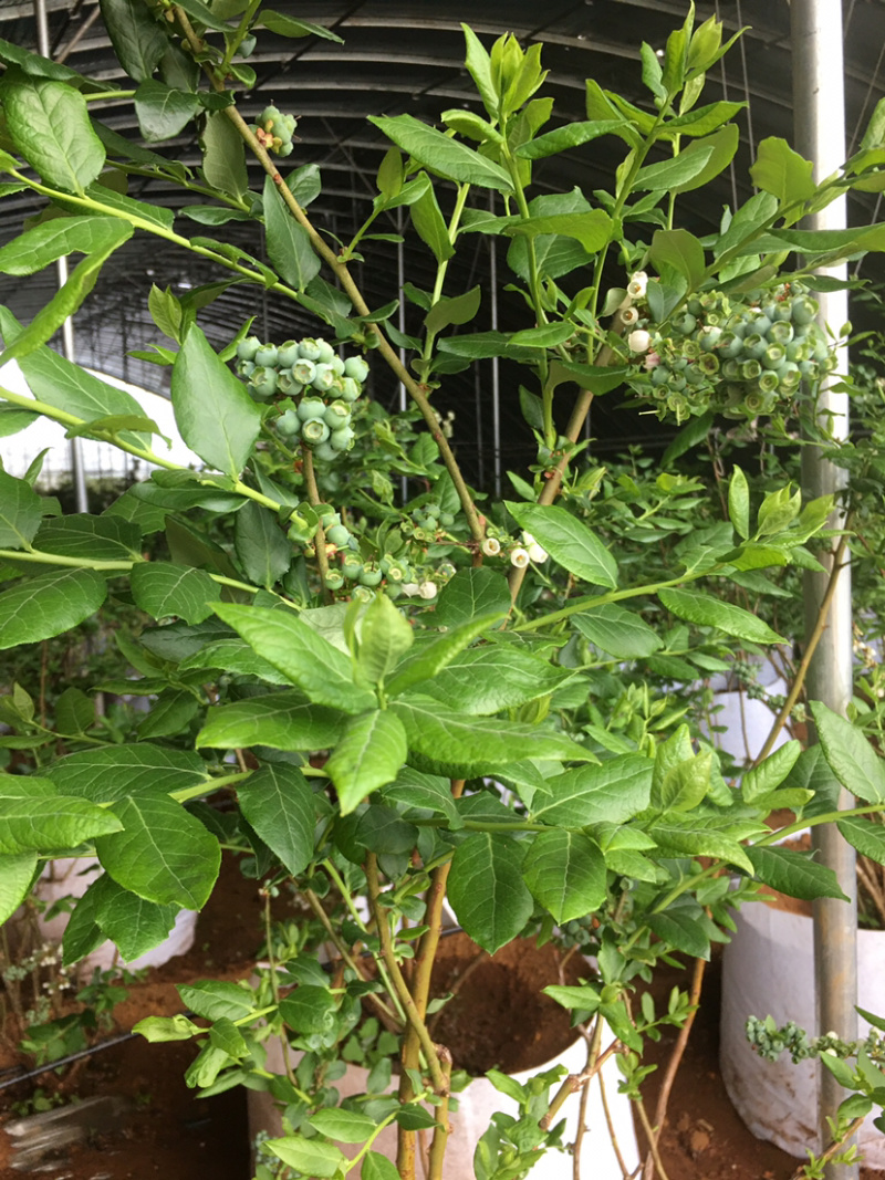 蓝莓苗出售，8年的苗，每颗每年下果1.5公斤以上！