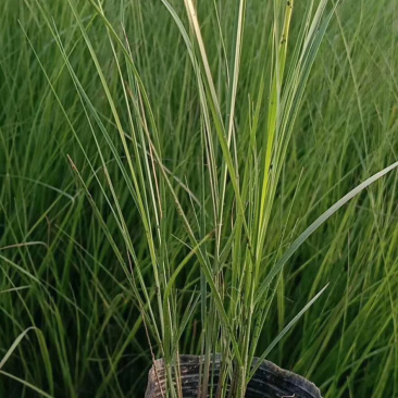 画眉草细叶画眉草丽色画眉草