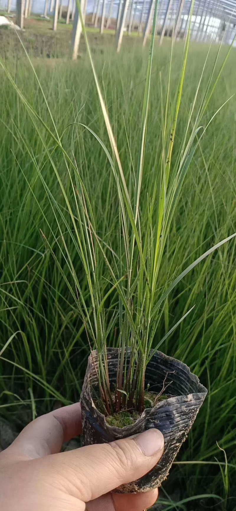 画眉草细叶画眉草丽色画眉草