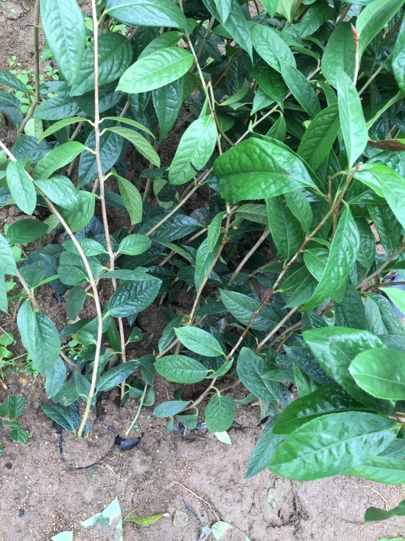 金花茶苗金花茶树苗苗子靓丽