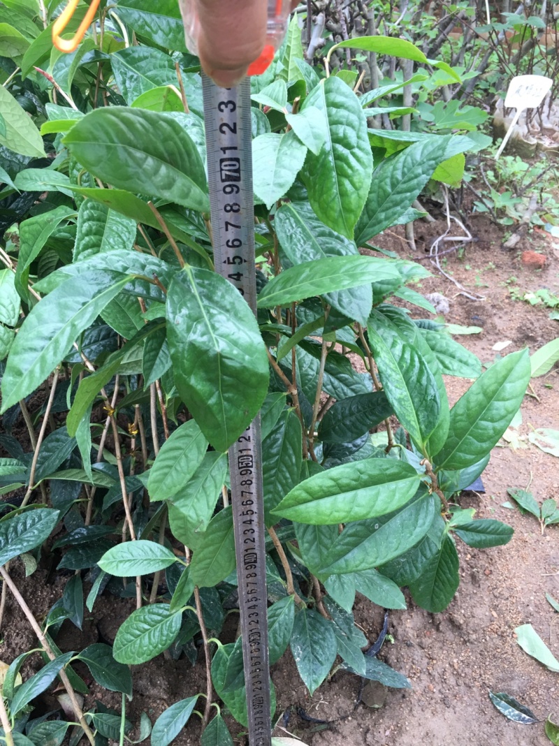 金花茶苗金花茶树苗苗子靓丽