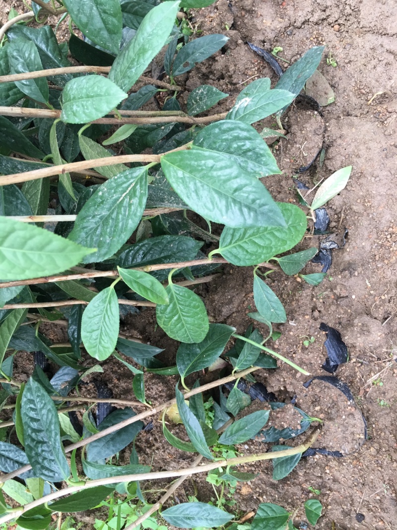 金花茶苗金花茶树苗苗子靓丽