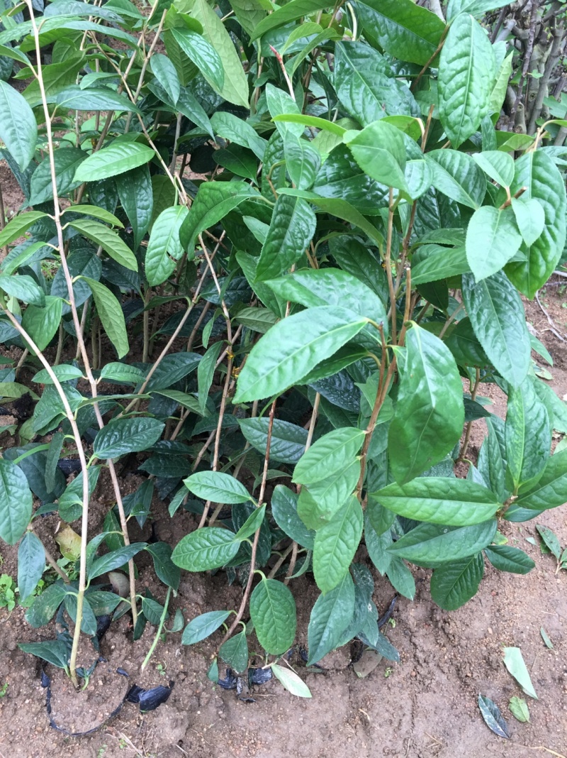 金花茶苗金花茶树苗苗子靓丽
