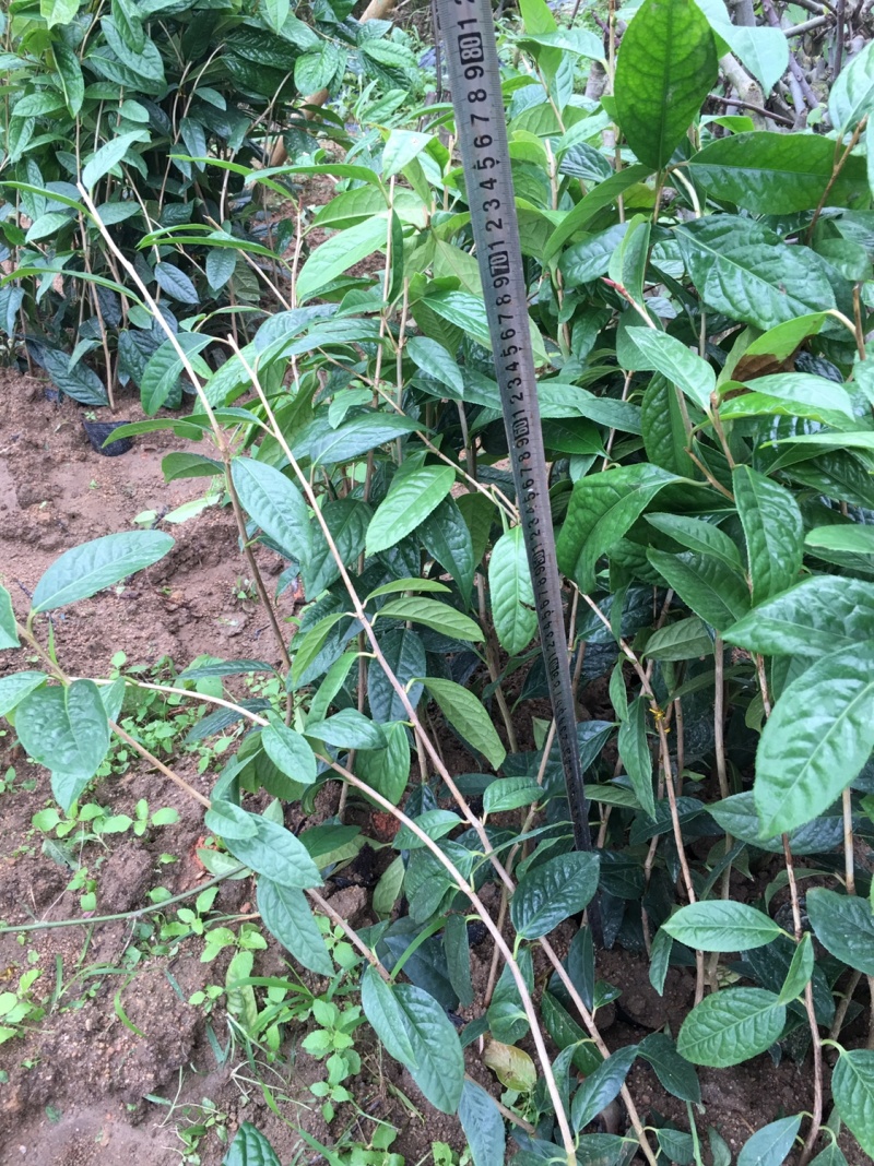金花茶苗金花茶树苗苗子靓丽