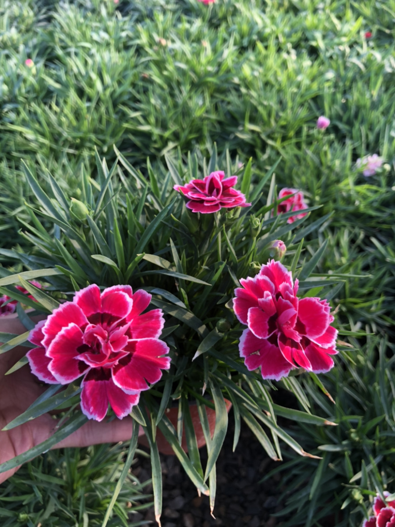 母亲花多色康乃馨盆栽带花苞原土原盆提供一件代发