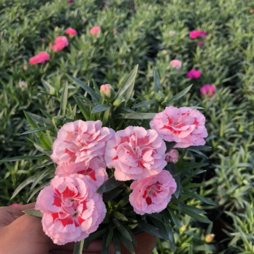 母亲花多色康乃馨盆栽带花苞原土原盆提供一件代发