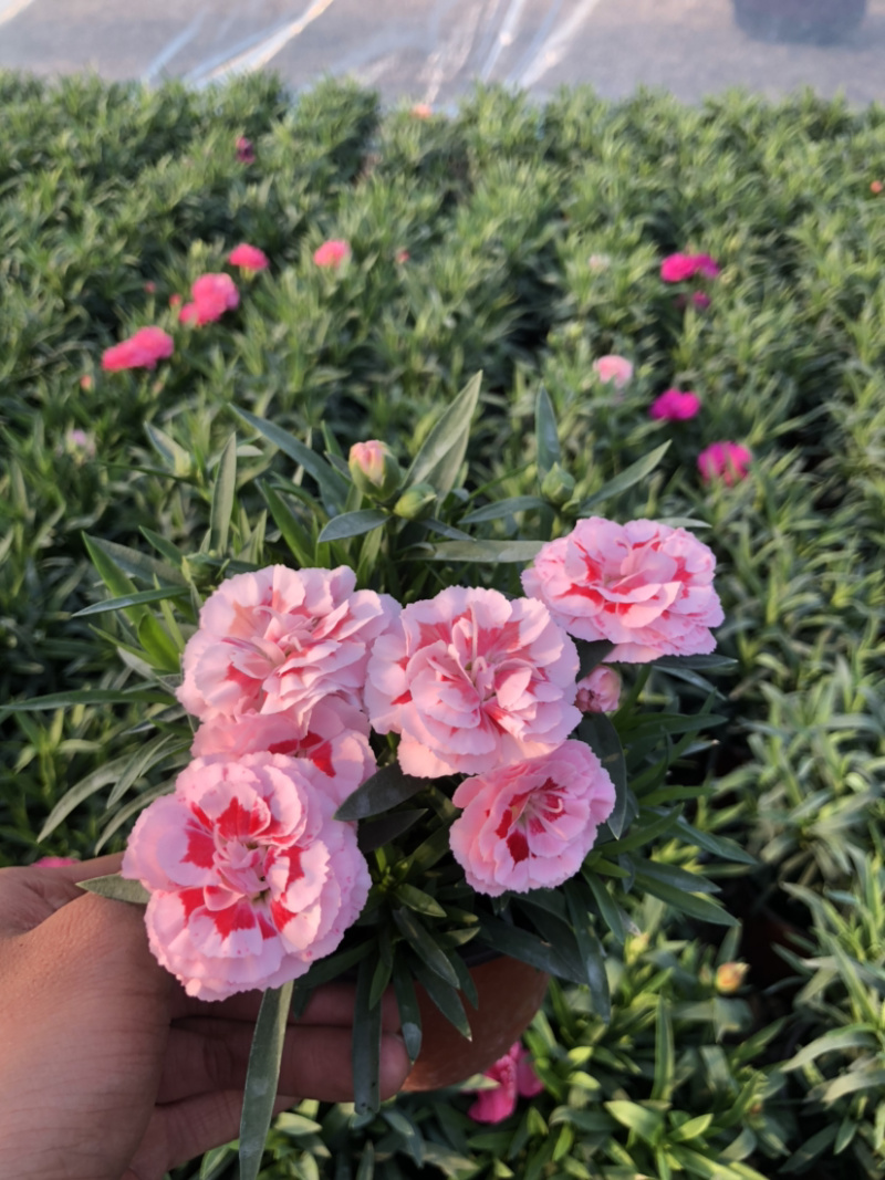母亲花多色康乃馨盆栽带花苞原土原盆提供一件代发