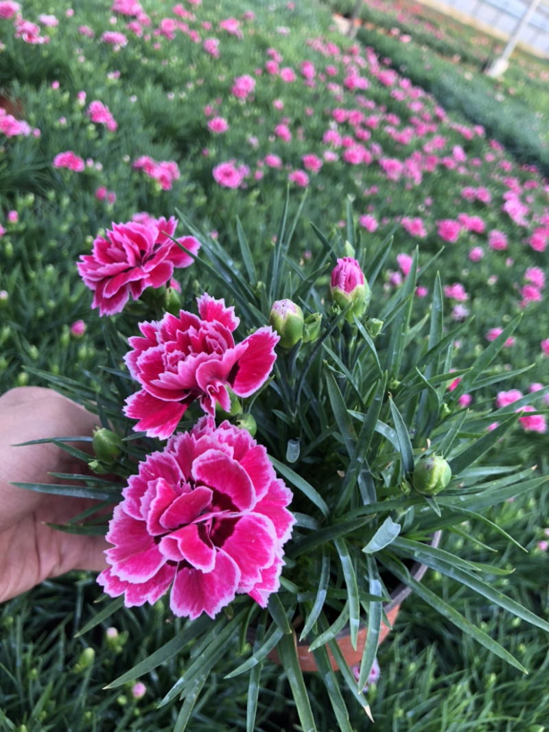 母亲花多色康乃馨盆栽带花苞原土原盆提供一件代发