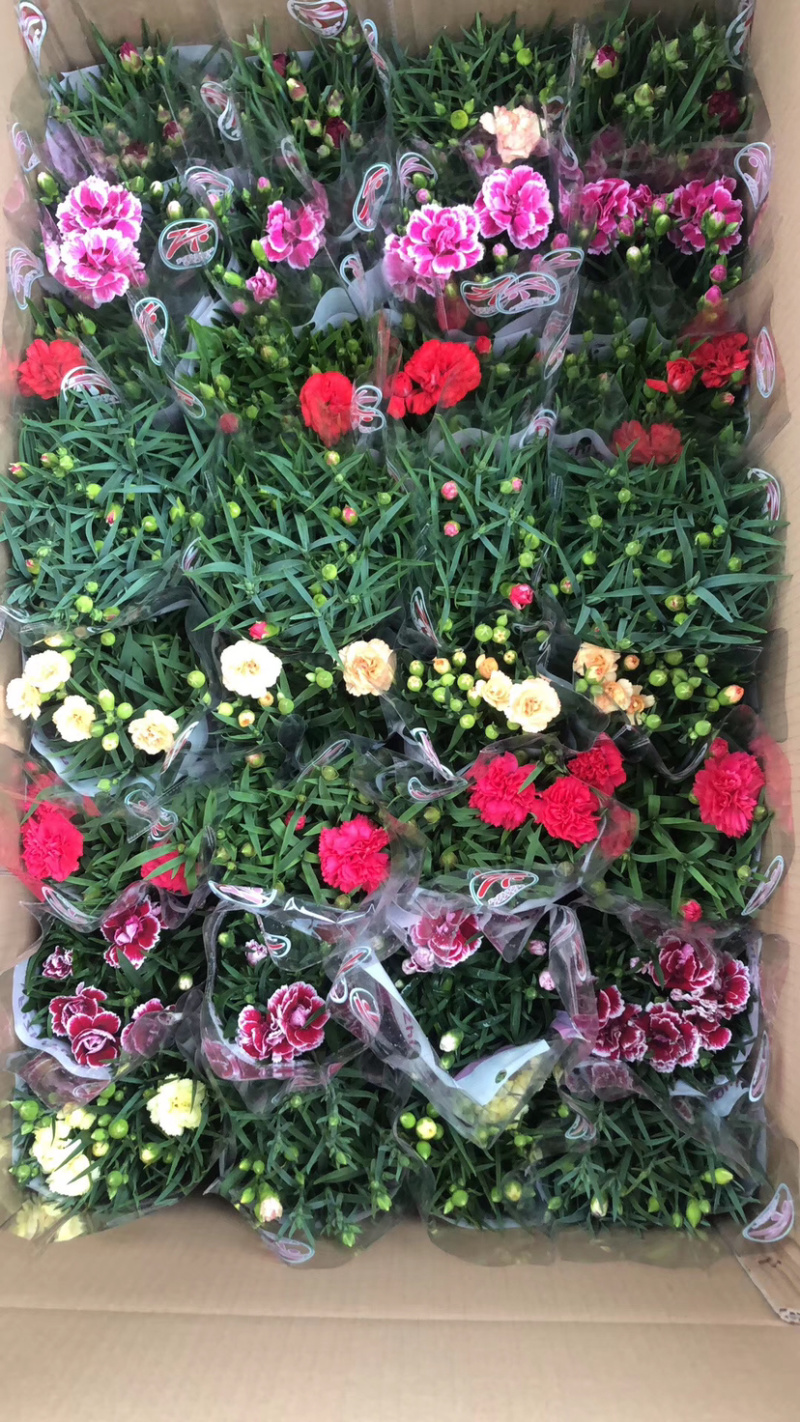 母亲花多色康乃馨盆栽带花苞原土原盆提供一件代发