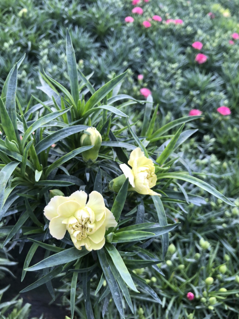 母亲花多色康乃馨盆栽带花苞原土原盆提供一件代发