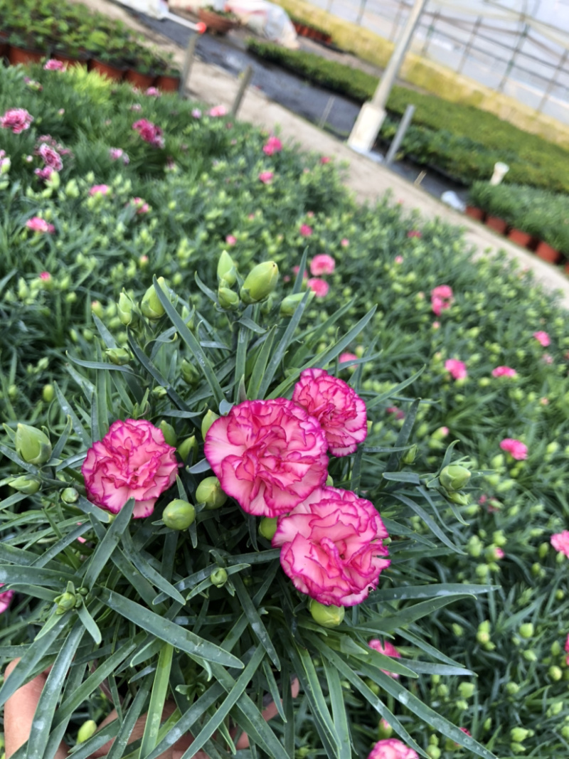 母亲花多色康乃馨盆栽带花苞原土原盆提供一件代发