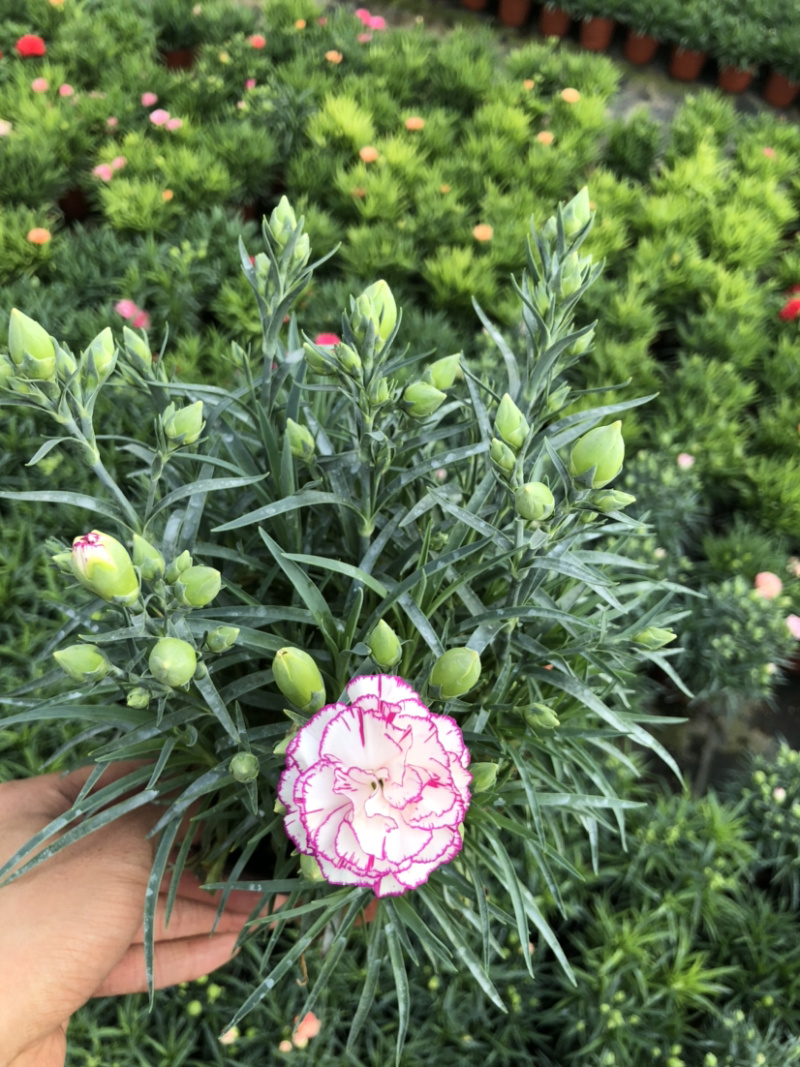 母亲花多色康乃馨盆栽带花苞原土原盆提供一件代发