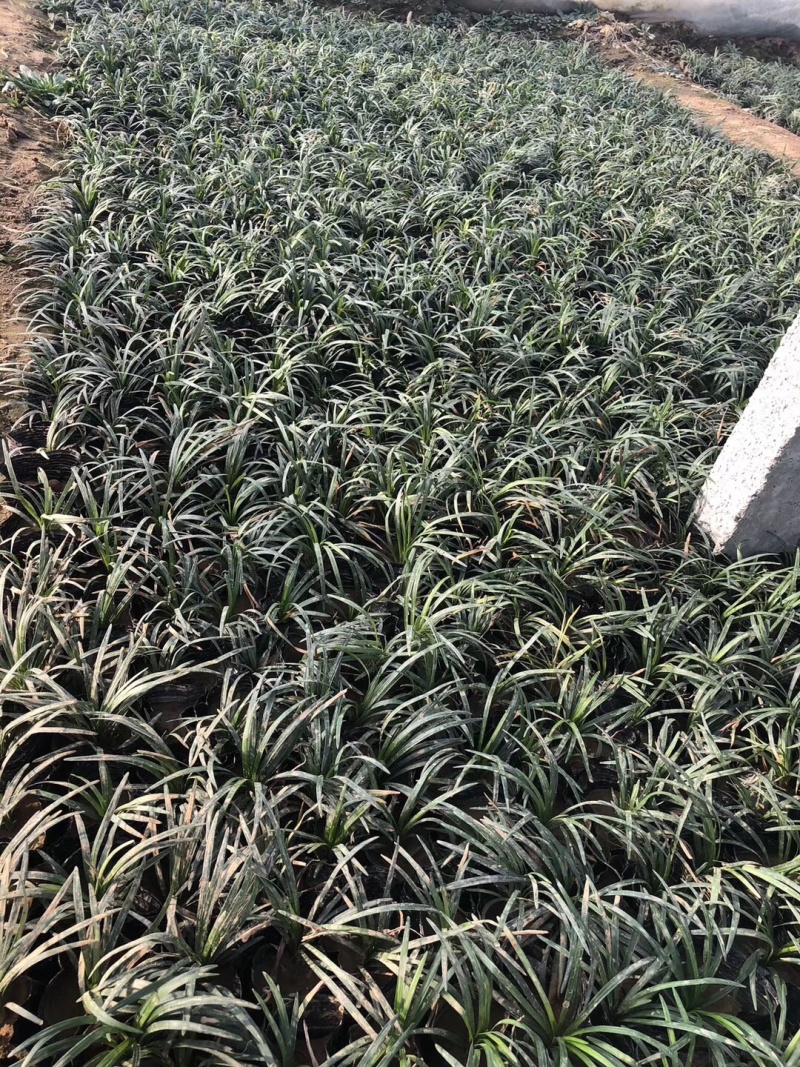 玉龙草日本矮麦冬
