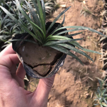 玉龙草日本矮麦冬