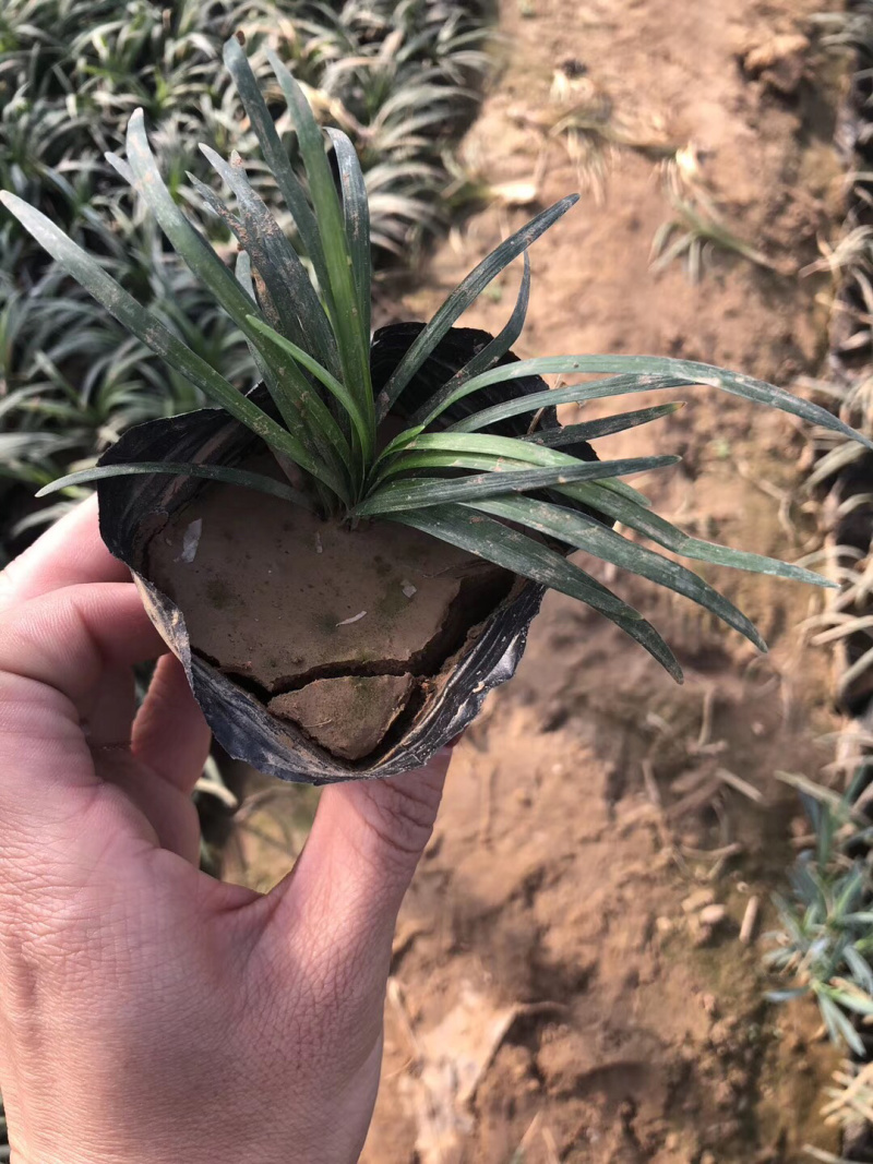 玉龙草日本矮麦冬
