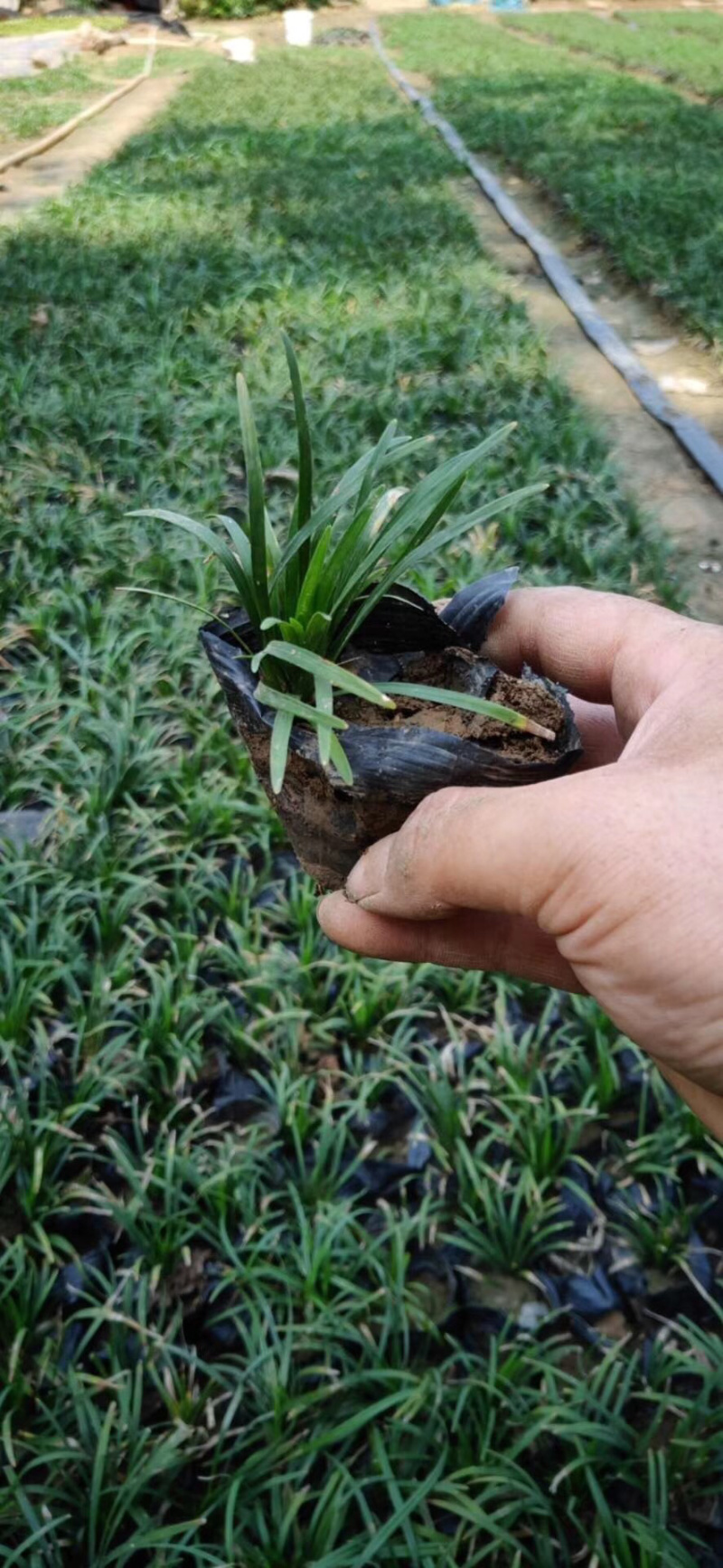 玉龙草日本矮麦冬