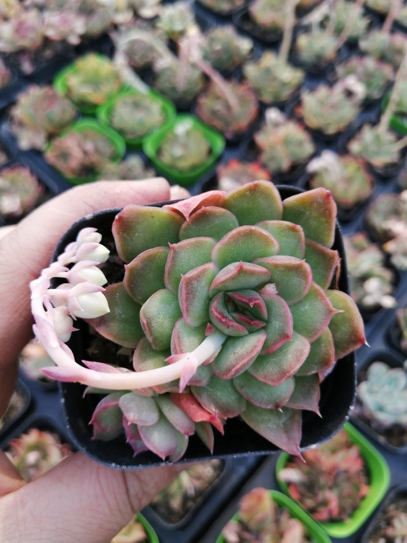紫蝴蝶