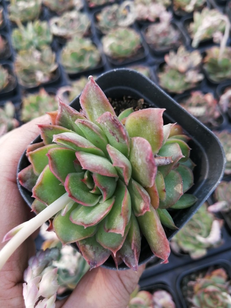 紫蝴蝶
