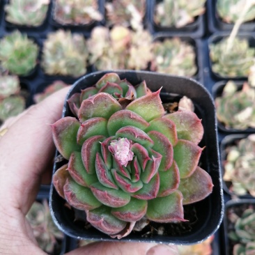 紫蝴蝶
