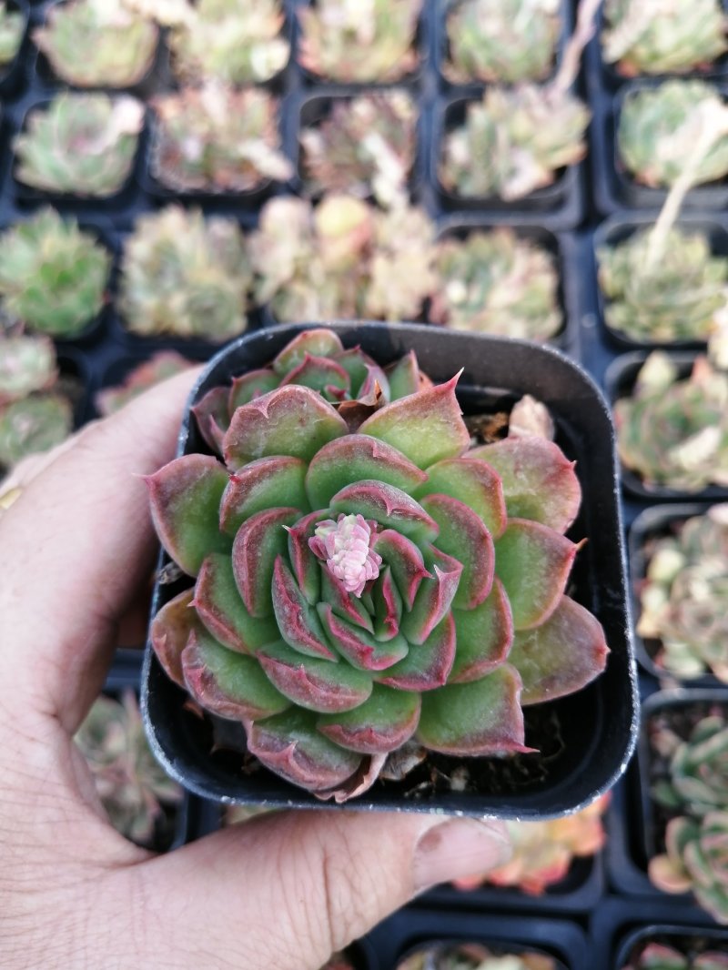 紫蝴蝶