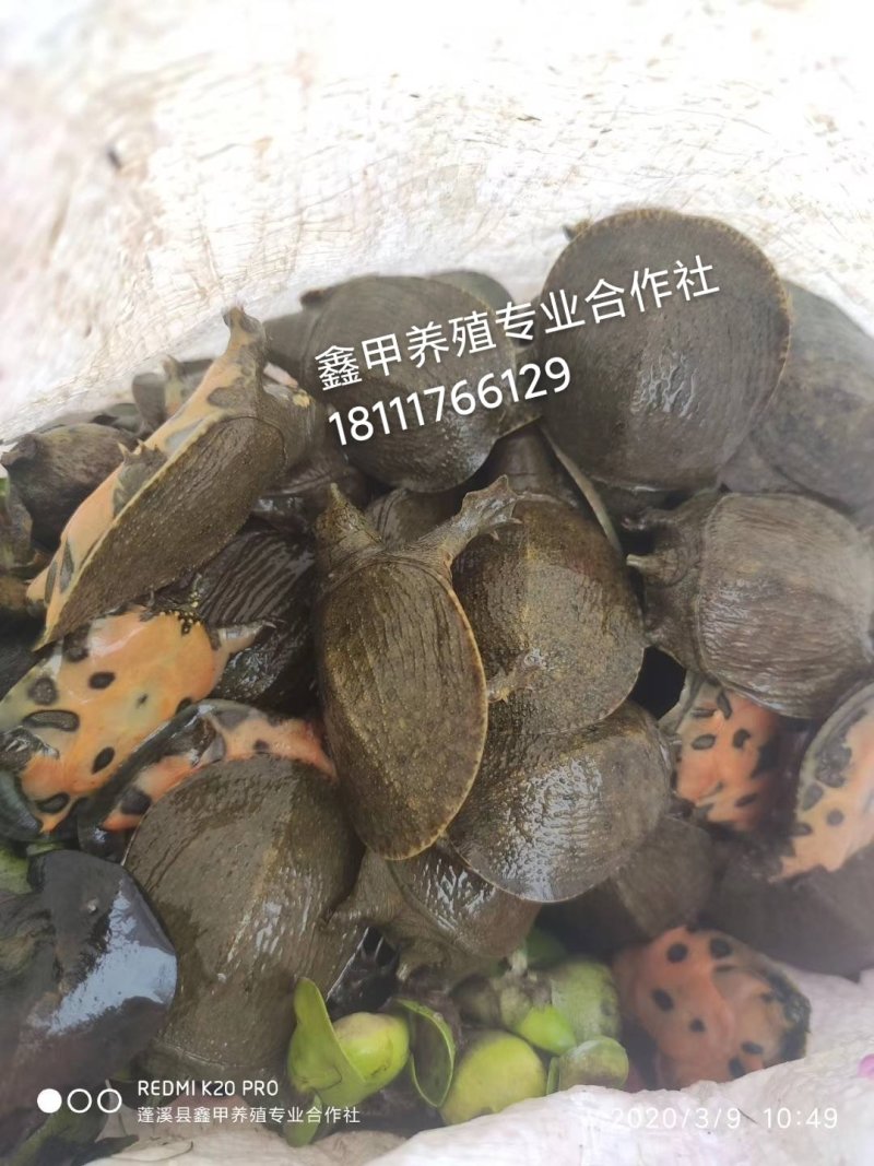 外塘纯中华甲鱼苗长期提供包成活率