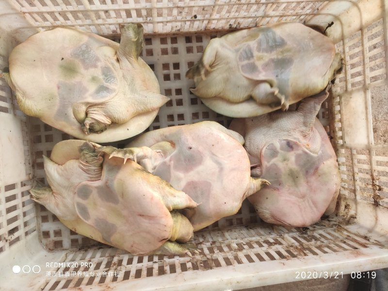 外塘纯中华甲鱼苗长期提供包成活率